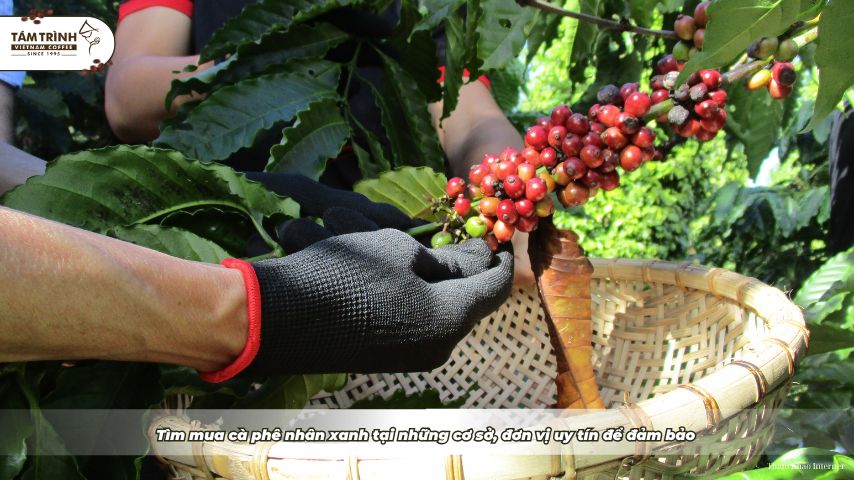 Tìm mua cà phê nhân xanh tại những cơ sở, đơn vị uy tín để đảm bảo