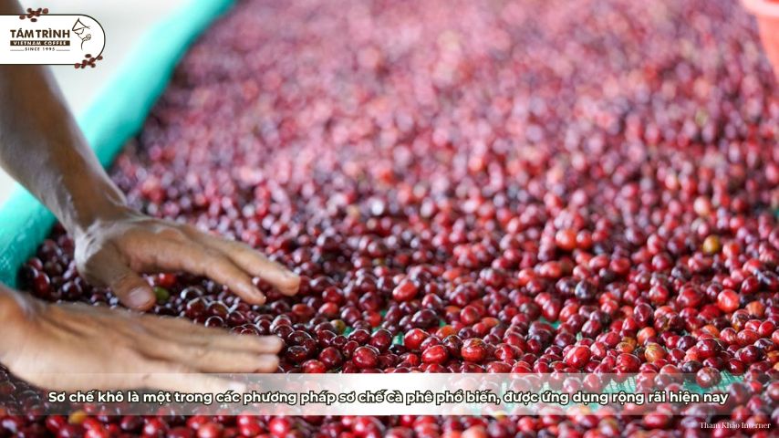 Thưởng thức hương thơm ngào ngạt từ “ly cà phê sạch”&nbsp;
