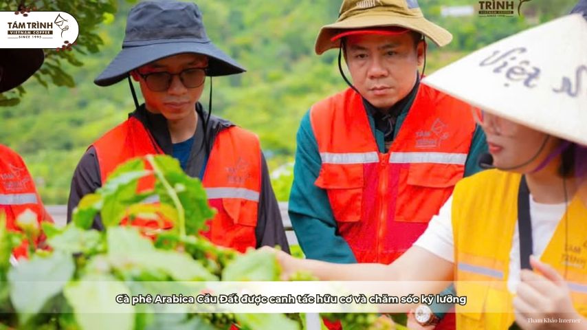 Cà phê Arabica Cầu Đất được canh tác hữu cơ và chăm sóc kỹ lưỡng&nbsp;