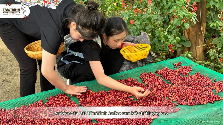 Arabica Cầu Đất Tám Trình Coffee cam kết chất lượng cao