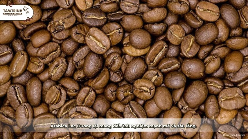 &nbsp; Arabica Lac Duong lại mang đến trải nghiệm mạnh mẽ và sâu lắng.