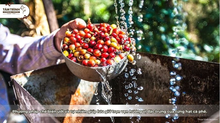 Phương pháp chế biến ướt và tự nhiên giúp lưu giữ trọn vẹn hương vị đặc trưng của từng hạt cà phê.