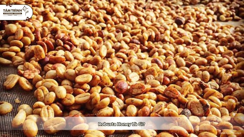 Khám phá hương vị mạnh mẽ và đầy lôi cuốn của Robusta Honey