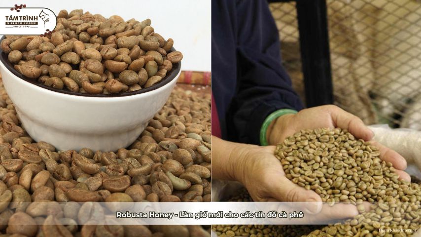Robusta Honey - Làn gió mới cho các tín đồ cà phê