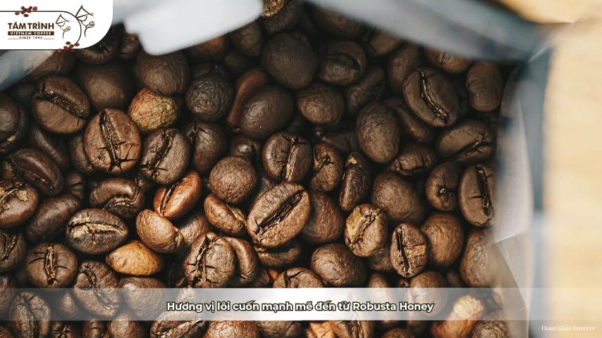 Hương vị lôi cuốn mạnh mẽ đến từ Robusta Honey