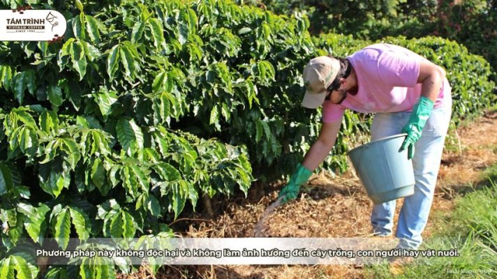 Phương pháp này không độc hại và không làm ảnh hưởng đến cây trồng, con người hay vật nuôi.