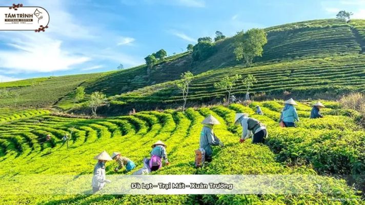Đà Lạt – Trại Mát – Xuân Trường