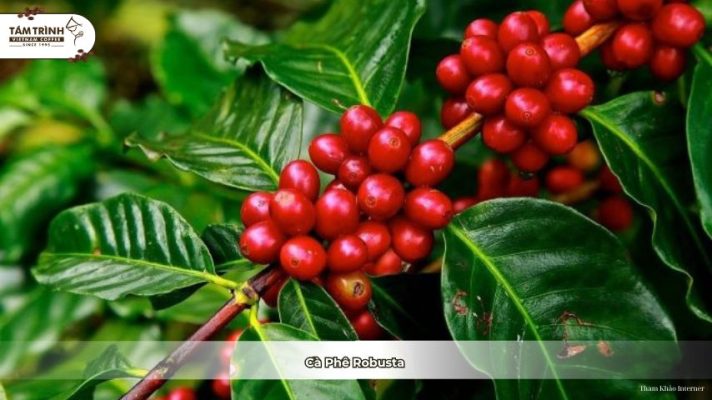 Robusta (Cà phê vối):