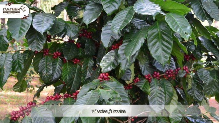 Liberica / Excelsa