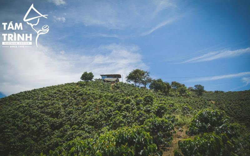 Arabica Catimor Khe Sanh