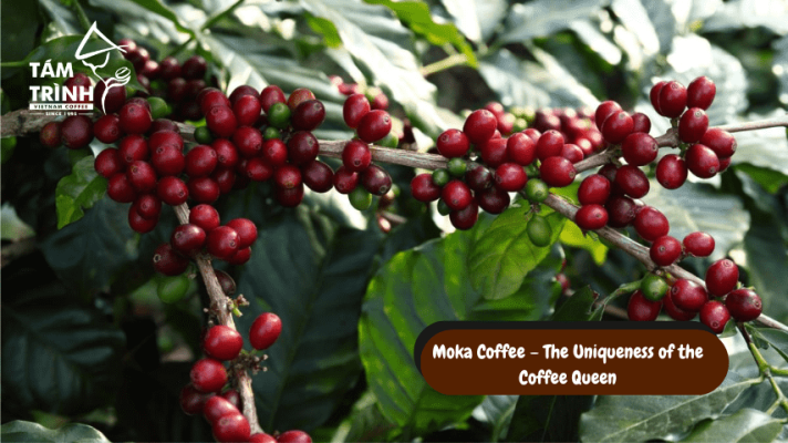 Moka coffee cherries on the branch illustrating the uniqueness of the coffee queen