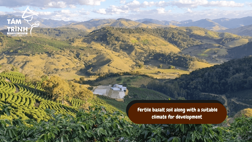 Fertile basalt soil along with a suitable climate for development