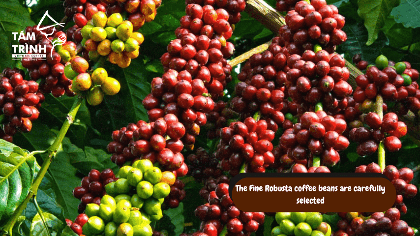 The fine robusta coffee beans are carefully selected