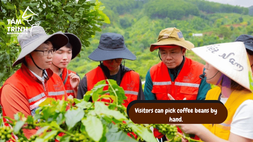 Visitors can pick coffee beans by hand