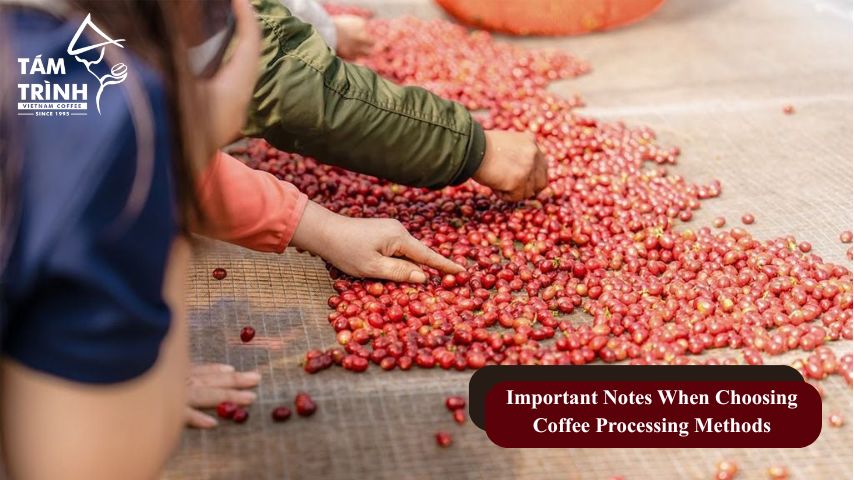 Important Notes When Choosing Coffee Processing Methods