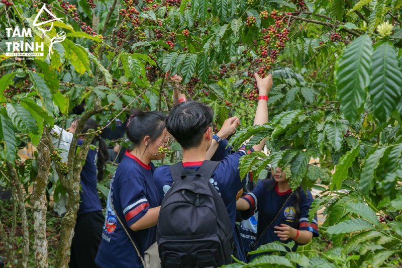 Tour Trải Nghiệm Đà Lạt Mùa Đông : Mùa Cà Phê Chín Đỏ