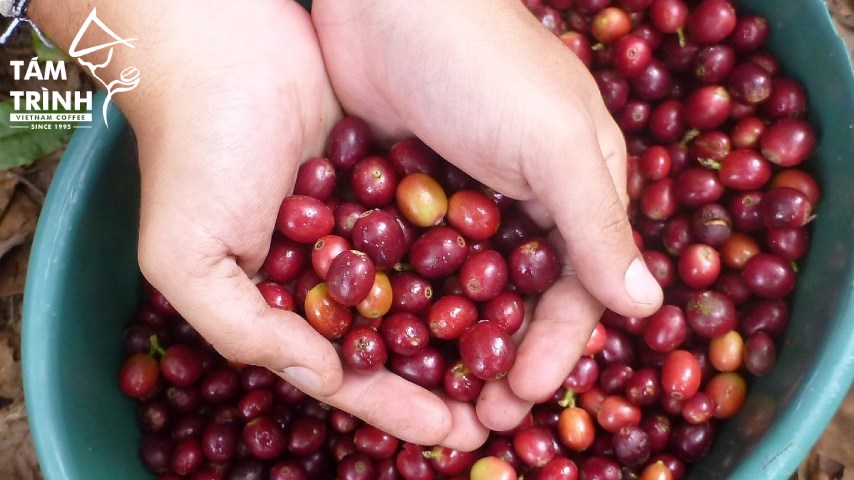 Cà Phê Cherry